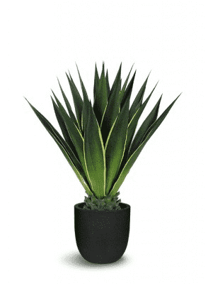 ARTIFICIAL GREEN/YELLOW GIANT AGAVE 36 x 36 x 40-furniture stores regina-Hunters Furniture