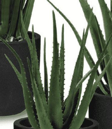 ARTIFICIAL ALOE WITH POT(Potted) 21 x 12 x 12-furniture stores regina-Hunters Furniture