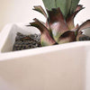 WHITE FIBER TEXTURED POT 18 x 18 x 60 potted with YUCCA PLANT 20 x 20 x 27.5-furniture stores regina-Hunters Furniture